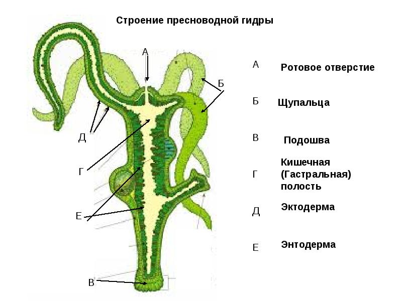 Зеркало омг омг тор